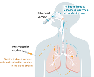 Nasal vaccine vs intramuscular vaccine induced immune responses. Adapted from Callaway, Nature news (2023)